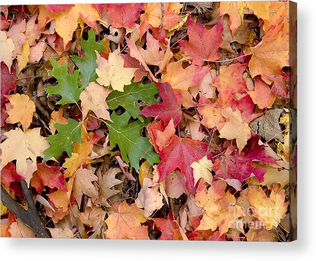 Arboretum Acrylic Print featuring the photograph Fall colors by Steven Ralser