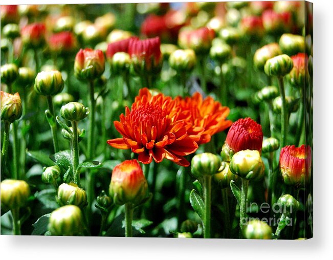 Fall Color Acrylic Print featuring the photograph Fall Mums Open by Eunice Miller