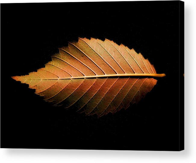 Still Life Acrylic Print featuring the photograph Fallen by Ron McGinnis