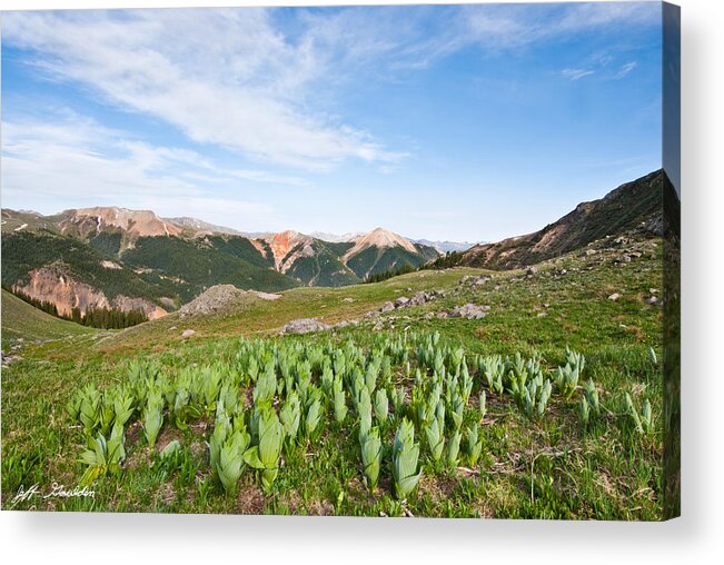 Barren Acrylic Print featuring the photograph False Hellebore in the Evening Light by Jeff Goulden