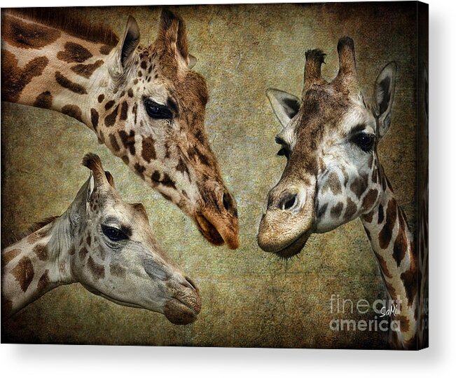 Giraffe Acrylic Print featuring the photograph Family portrait by Sami Martin