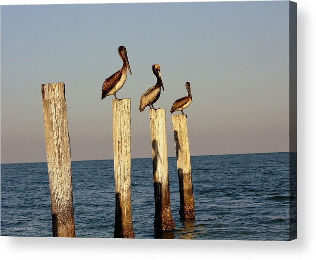 Florida Acrylic Print featuring the photograph Fashionably Late by Andrea Platt