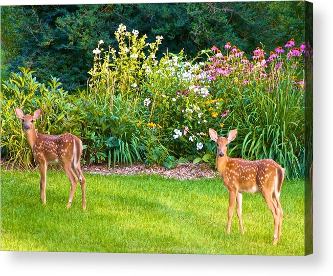 Deer Acrylic Print featuring the photograph Fawns in the Afternoon Sun by Kristin Hatt