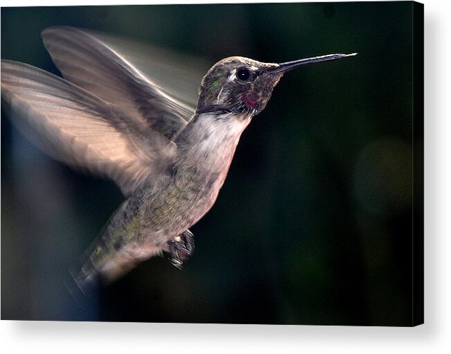 Hummingbird Acrylic Print featuring the photograph Male Anna In Flight by Jay Milo
