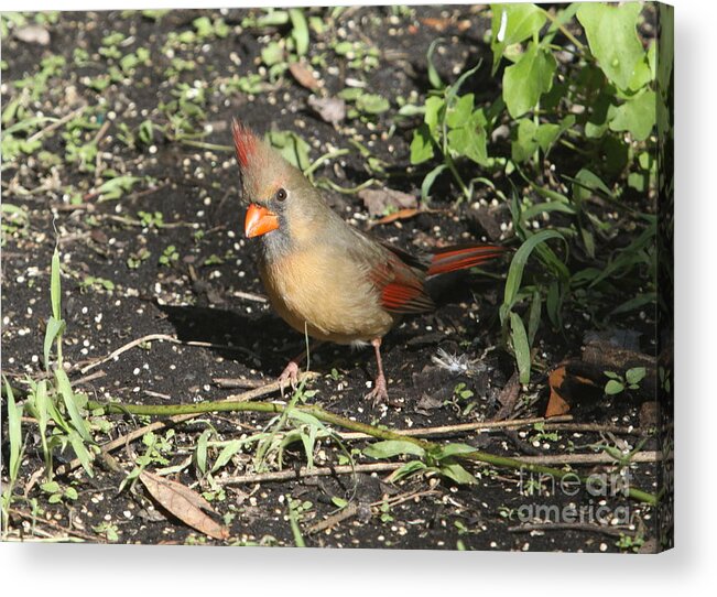 Cardinal Acrylic Print featuring the photograph Female Cardinal by Christiane Schulze Art And Photography