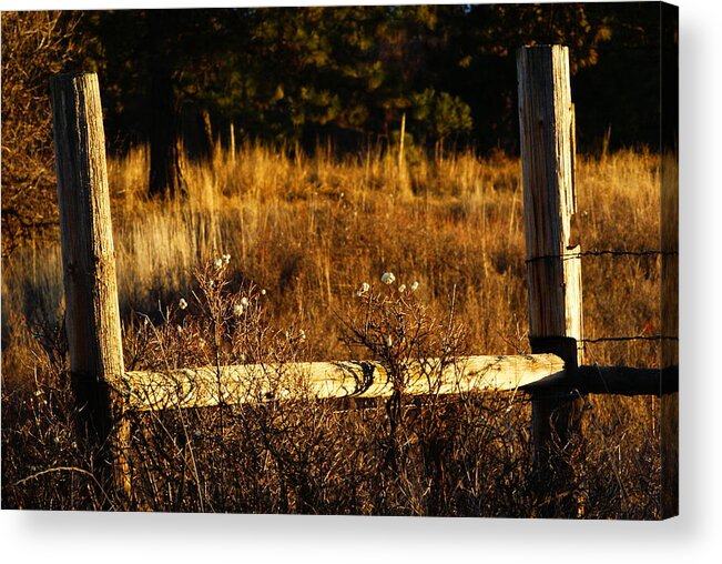 Nature Acrylic Print featuring the photograph Fence Posts by Loni Collins