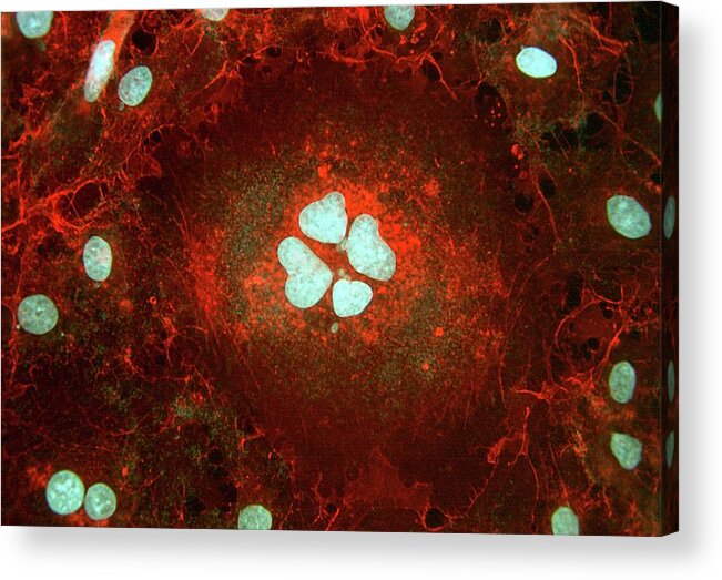 Animal Acrylic Print featuring the photograph Fibroblast Cells by Heiti Paves/science Photo Library