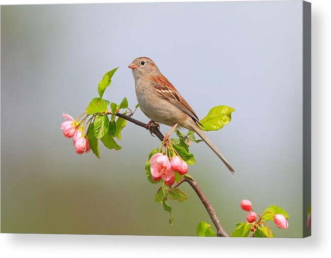 Field Sparrow Acrylic Print featuring the photograph Field Sparrow on Apple Blossoms by Daniel Behm