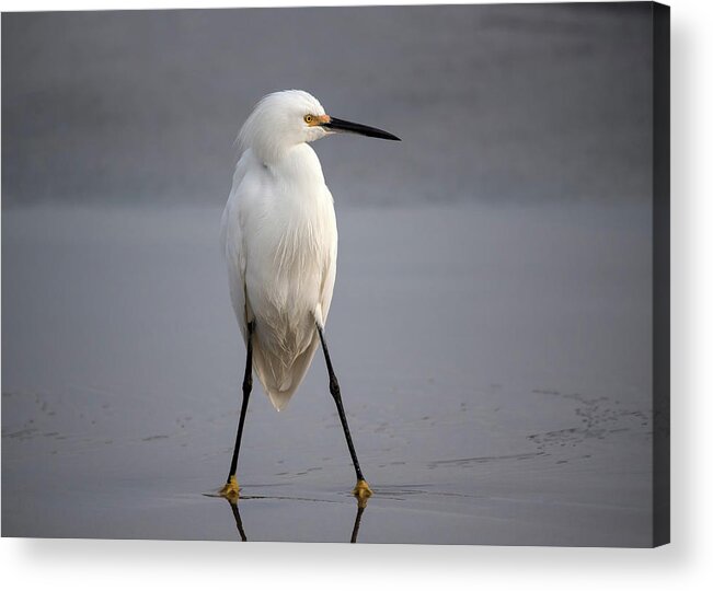 Egret Acrylic Print featuring the photograph Fighter by Hao Jiang