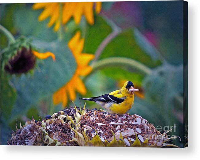 Sunflower Acrylic Print featuring the photograph Finch Feast by Gwyn Newcombe