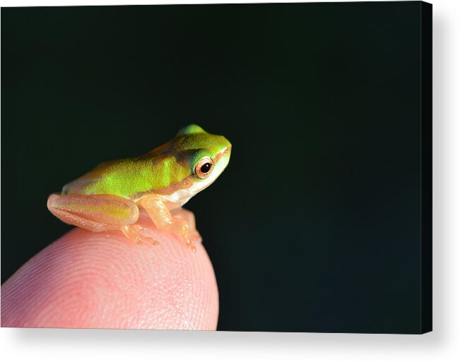 Frog Acrylic Print featuring the photograph Finger tip baby Frog by David Clode