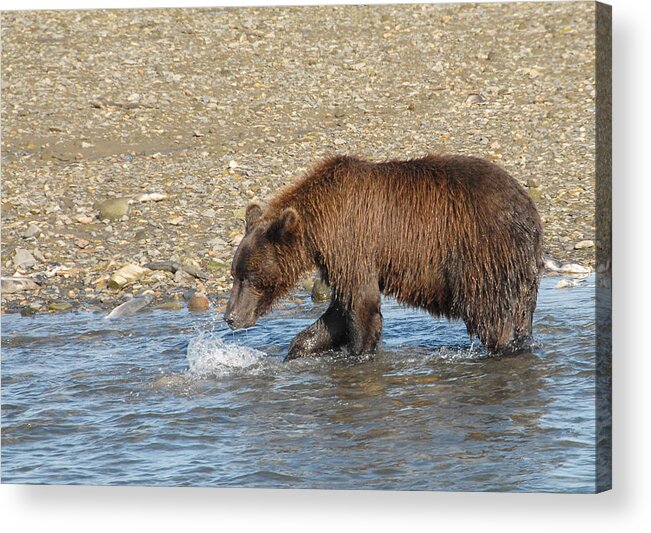 Bear Acrylic Print featuring the photograph Fisherman by Dyle  Warren