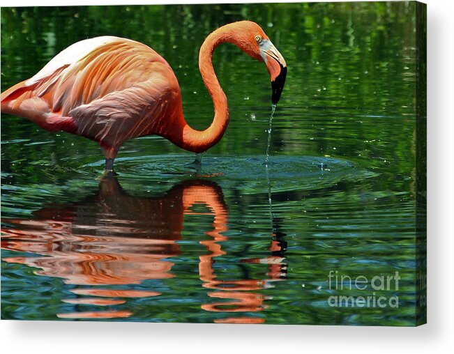 Reflection Acrylic Print featuring the photograph Flamingo by PatriZio M Busnel