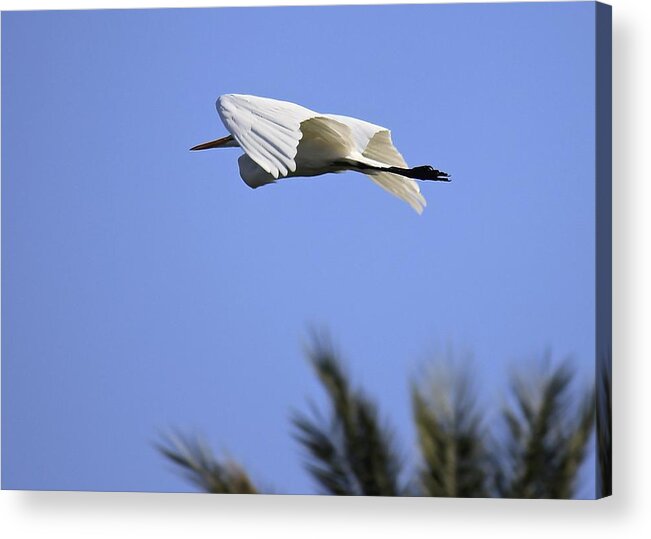 Great White Egret Acrylic Print featuring the photograph Flight of the Egret by Penny Meyers