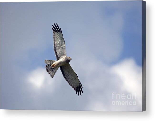 Northern Harrier Acrylic Print featuring the photograph Flight of the Harrier by Michael Dawson