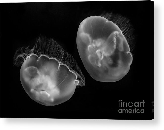 Black And White Acrylic Print featuring the photograph Floating Lamps by Mimi Ditchie