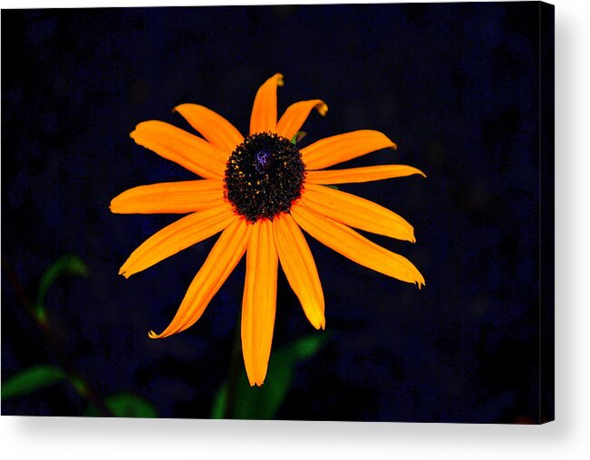 Backyard Acrylic Print featuring the photograph Flora 4 by Mary Beth Landis