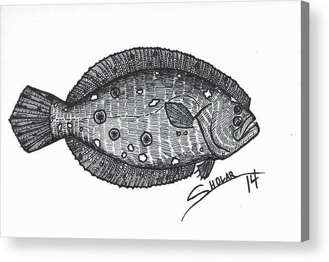 Flounder Acrylic Print featuring the drawing Flounder by Alex Sholar