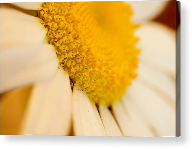 Yellow Acrylic Print featuring the photograph Flower Dream V by Celso Bressan