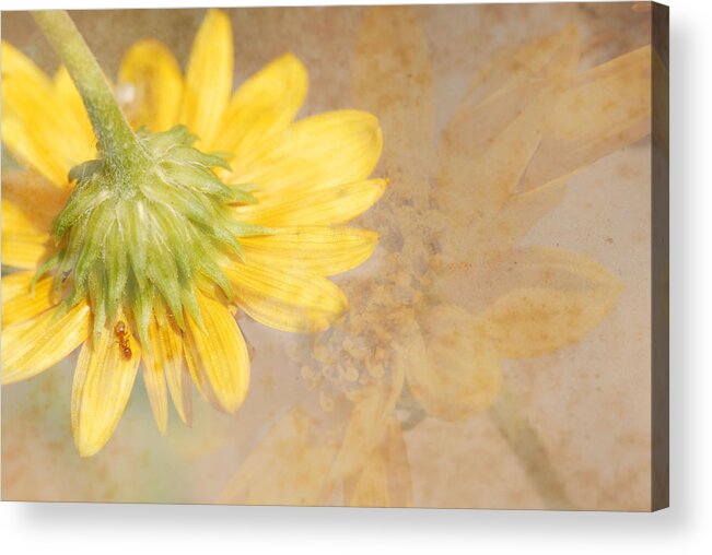 Flower Acrylic Print featuring the photograph Flower Rhythm by Susan Moody