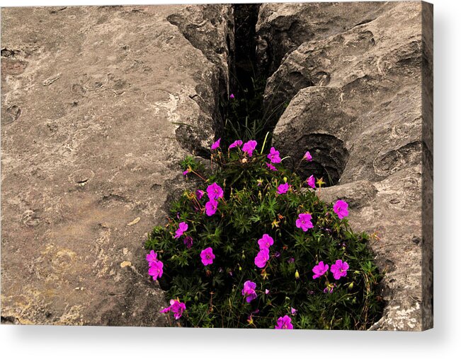 Flowers Ireland Color Natural Light Rock Stone Pink Outside Acrylic Print featuring the photograph Flowers in stone by Will Burlingham
