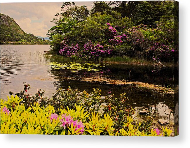 Ireland Flower Original Color Water Lake Pond Tree Yellow Flowers Acrylic Print featuring the photograph Flowers of Ireland lakes by Will Burlingham