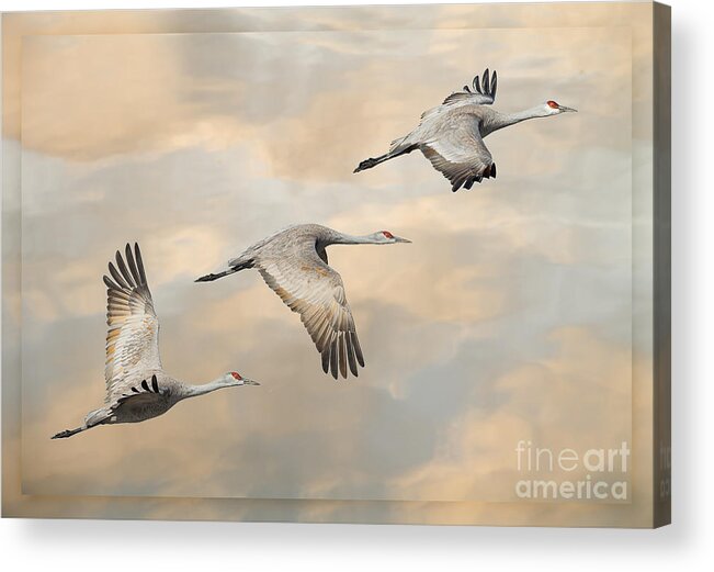 California Acrylic Print featuring the photograph Fly Away by Alice Cahill