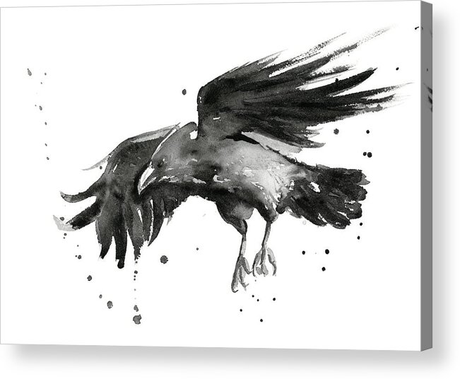 Raven Acrylic Print featuring the painting Flying Raven Watercolor by Olga Shvartsur