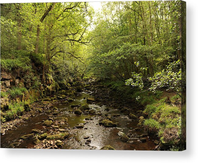 Forest Acrylic Print featuring the photograph Forest by Gouzel -