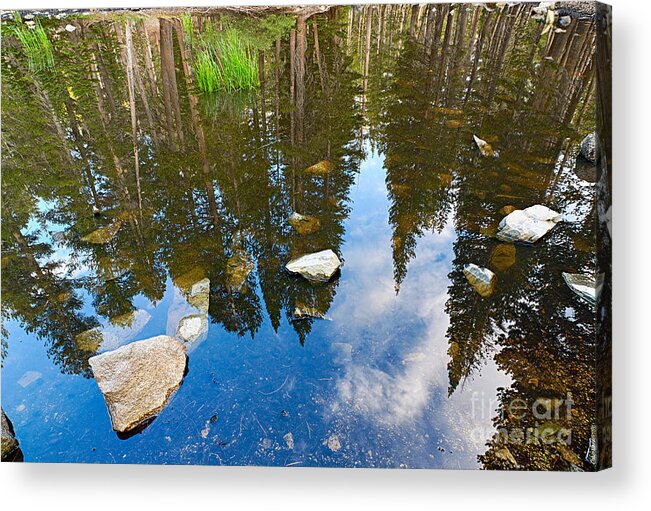 Forest Acrylic Print featuring the photograph Forest Reflection by Jamie Pham