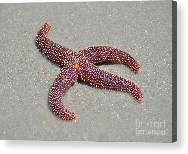 Starfish Acrylic Print featuring the photograph Four Legged Starfish by Kathy Baccari