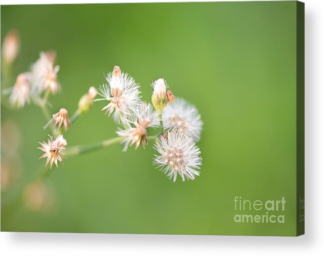 Photography Acrylic Print featuring the photograph Free as I am by Ivy Ho