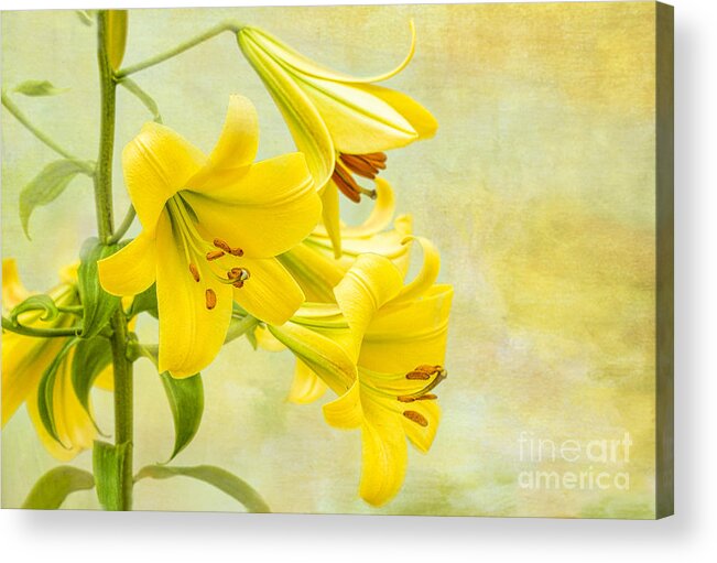 Flowers Acrylic Print featuring the photograph From Gabrielle by Marilyn Cornwell