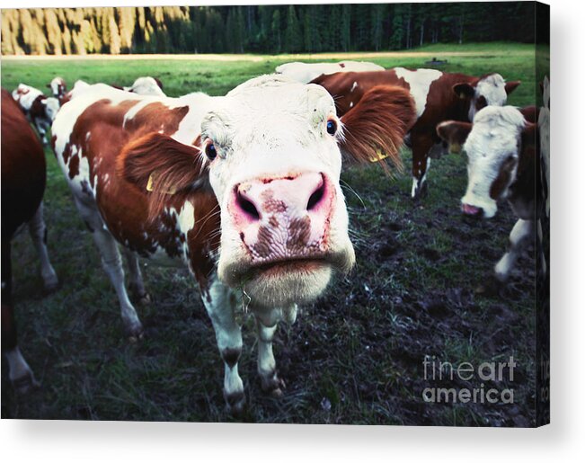 Animal Acrylic Print featuring the photograph Say hi by JR Photography