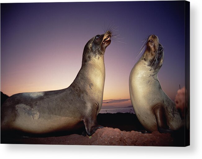 Feb0514 Acrylic Print featuring the photograph Galapagos Sea Lion Bulls Sparring by Tui De Roy