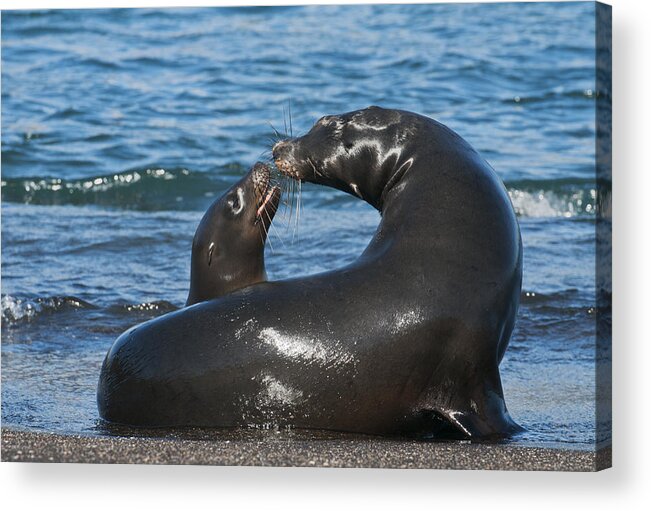 Feb0514 Acrylic Print featuring the photograph Galapagos Sea Lion Mother And Pup by Kevin Schafer