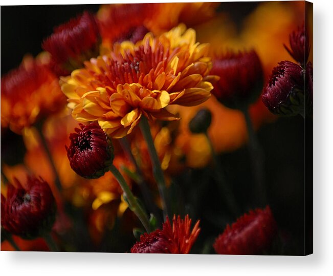 Nature Acrylic Print featuring the photograph Garden Party by Lena Wilhite