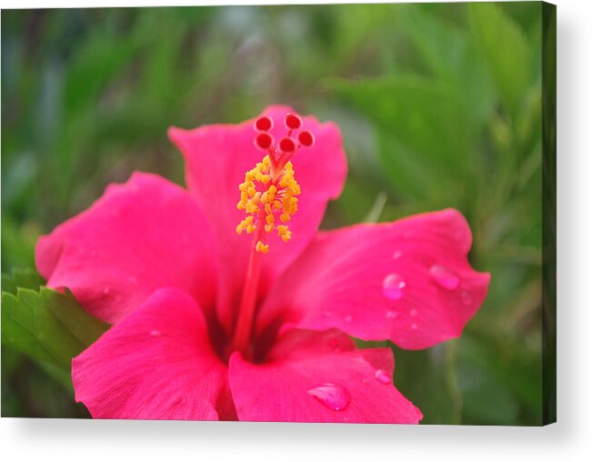 Garden Acrylic Print featuring the photograph Garden Rains by Miguel Winterpacht