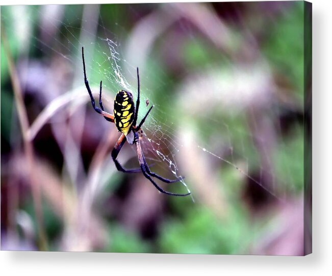 Spider Acrylic Print featuring the photograph Garden Spider by Deena Stoddard