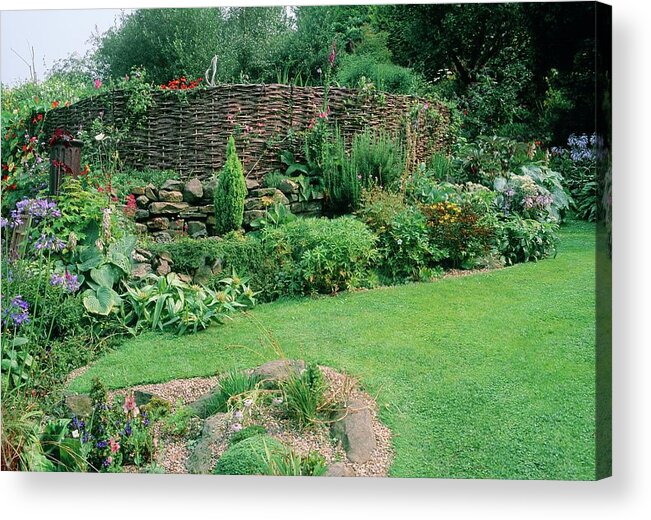 Garden With Willow Wattle 18. Acrylic Print featuring the photograph Garden With Willow Wattle 18. by Adrian Thomas/science Photo Library