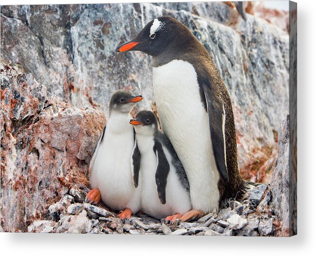 00345581 Acrylic Print featuring the photograph Gentoo Penguin Family on Booth Isl by Yva Momatiuk and John Eastcott