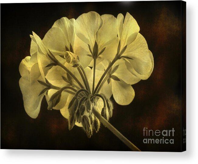 Geranium Acrylic Print featuring the photograph Geranium Flower Texture by James BO Insogna