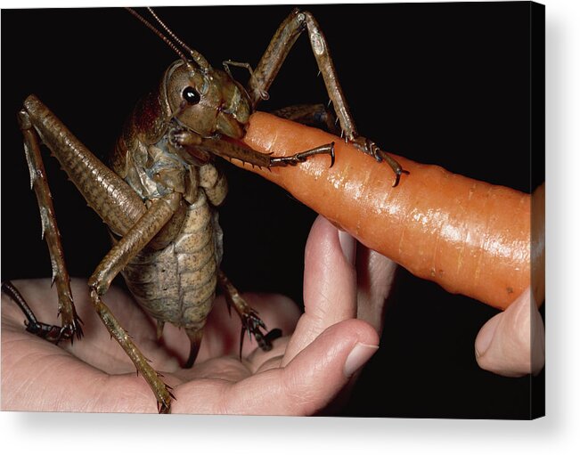 Feb0514 Acrylic Print featuring the photograph Giant Weta Eating A Carrot New Zealand by Mark Moffett