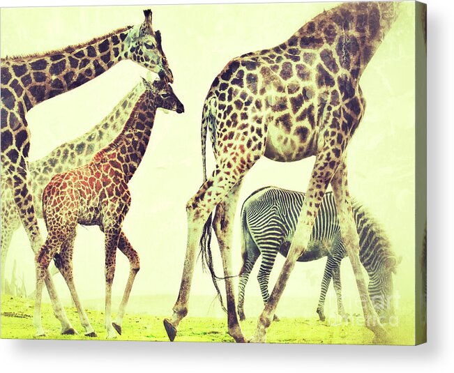 Giraffes Acrylic Print featuring the photograph Giraffes and a zebra in the mist by Nick Biemans