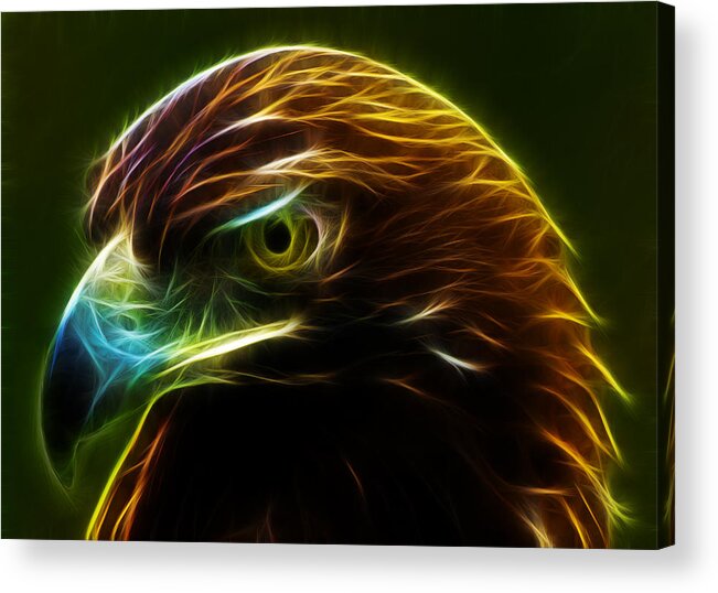 Golden Eagle Acrylic Print featuring the photograph Glowing Gold by Shane Bechler