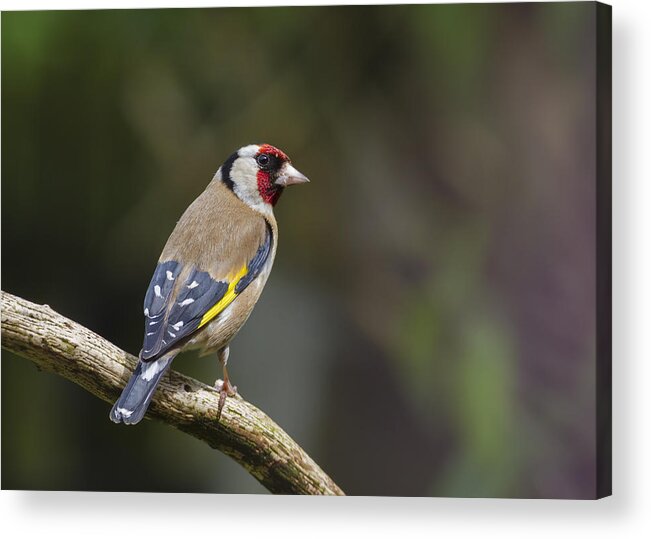 Goldfinch Acrylic Print featuring the photograph Goldfinch Carduelis carduelis by Chris Smith