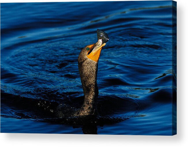 Cormorant Acrylic Print featuring the photograph Gone Fishing by Stefan Carpenter