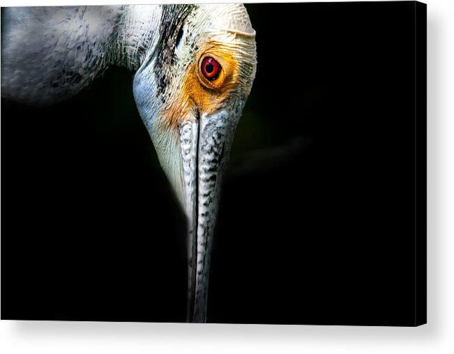 Roseate Spoonbill Acrylic Print featuring the photograph Got My Eye On You by Ghostwinds Photography