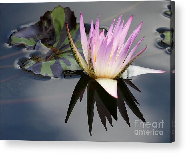 Art Acrylic Print featuring the photograph Graceful Water Lily by Sabrina L Ryan