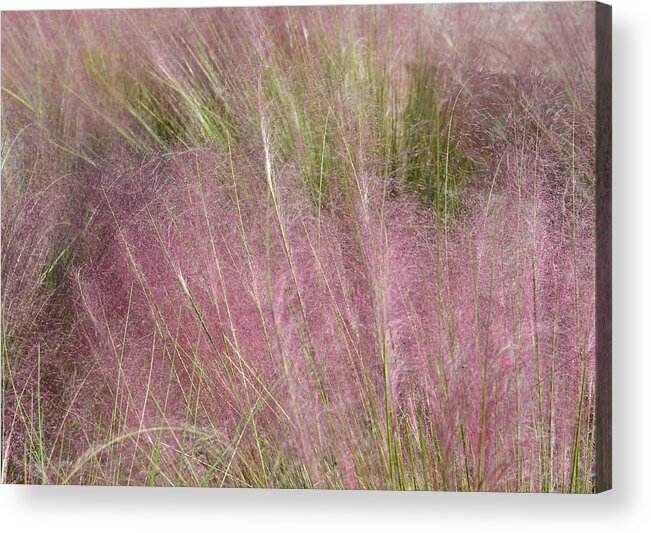 Soft Acrylic Print featuring the photograph Grass Photography - Soft - By Sharon Cummings by Sharon Cummings